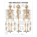 Wolters Kluwer Health Inc The Skeletal System 20x26" Anatomical Chart EA - 9781587796821