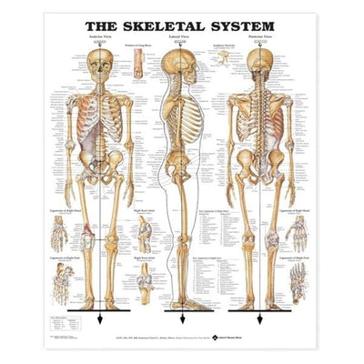 Wolters Kluwer Health Inc The Skeletal System 20x26" Anatomical Chart EA - 9781587796821
