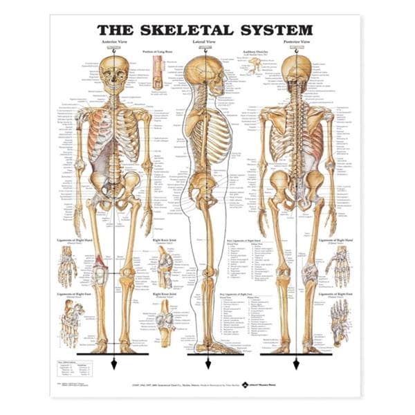 Wolters Kluwer Health Inc The Skeletal System 20x26" Anatomical Chart EA - 9781587796821