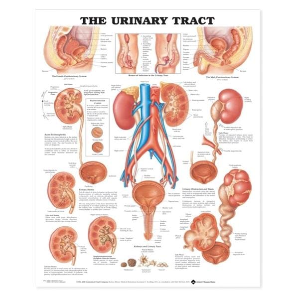 Wolters Kluwer Health Inc The Urinary Tract 20x26" Anatomical Chart Ea - 9781587790713