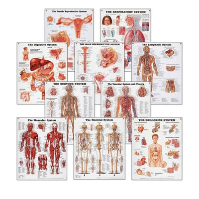 Nasco Healthcare, Inc Systems 20x26" Anatomical Chart Set Ea - SB25037