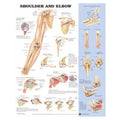 Wolters Kluwer Health Inc Shoulder And Elbow 20x26" Anatomical Chart Ea - 9781587796852