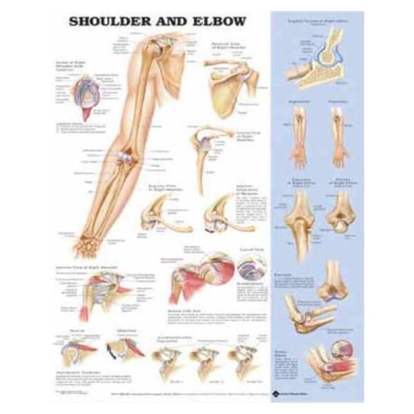 Wolters Kluwer Health Inc Shoulder And Elbow 20x26" Anatomical Chart Ea - 9781587796852