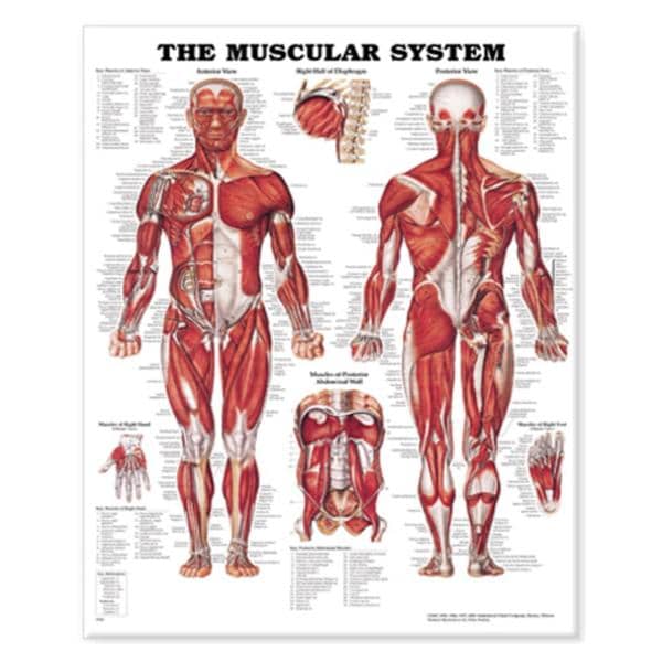 Wolters Kluwer Health Inc The Muscular System 20x26" Anatomical Chart Ea - 9781587796838