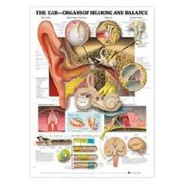 Wolters Kluwer Health Inc Ear: Organs of Hearing and Balance 20x26" Anatomical Chart EA - 9781587791208