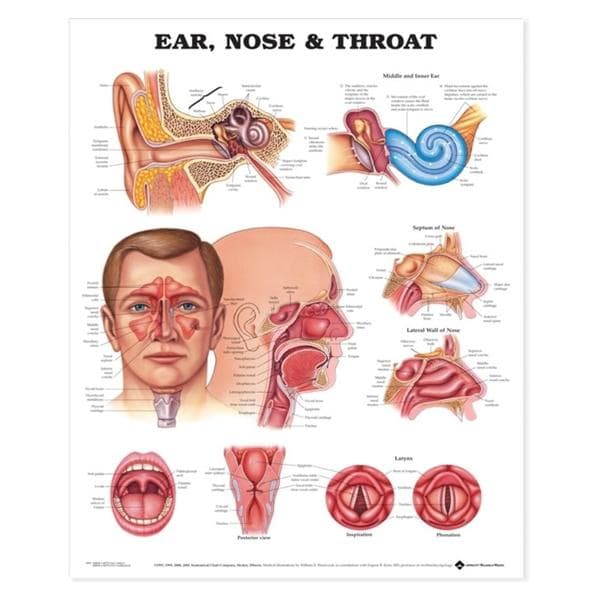 Wolters Kluwer Health Inc Ears/Nose/Throat 20x26" Anatomical Chart EA - 9781587791154