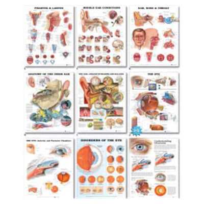 Wolters Kluwer Health Inc Dermatomes Laminated 1.5 19" x 26" Clinical Chart EA - 9781587791116