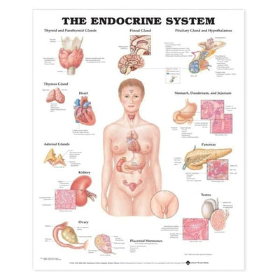 Wolters Kluwer Health Inc The Endocrine System 20x26" Anatomical Chart EA - 9781587790157
