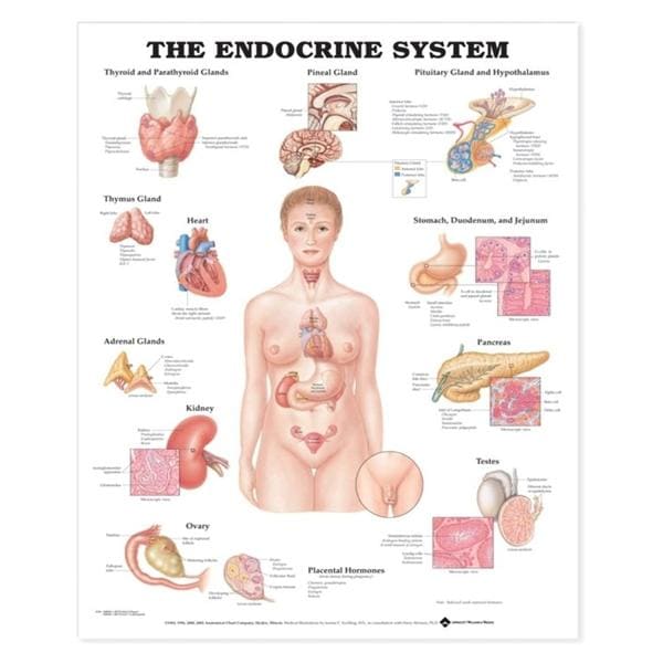 Wolters Kluwer Health Inc The Endocrine System 20x26" Anatomical Chart EA - 9781587790157