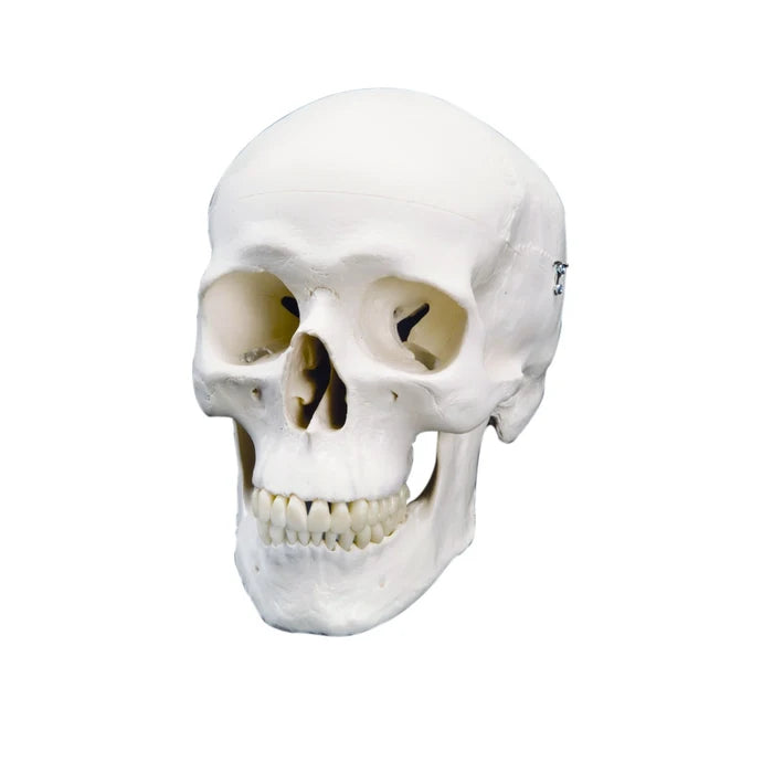 Classic Skull Models (Packaging - Each)