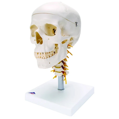 Classic Skull Models (Packaging - Each)