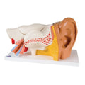 Deluxe 6-Part Anatomical Human Ear Model (Packaging - Each)