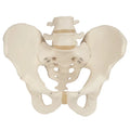 Male Pelvic Skeleton Anatomical Model (Packaging - Each)