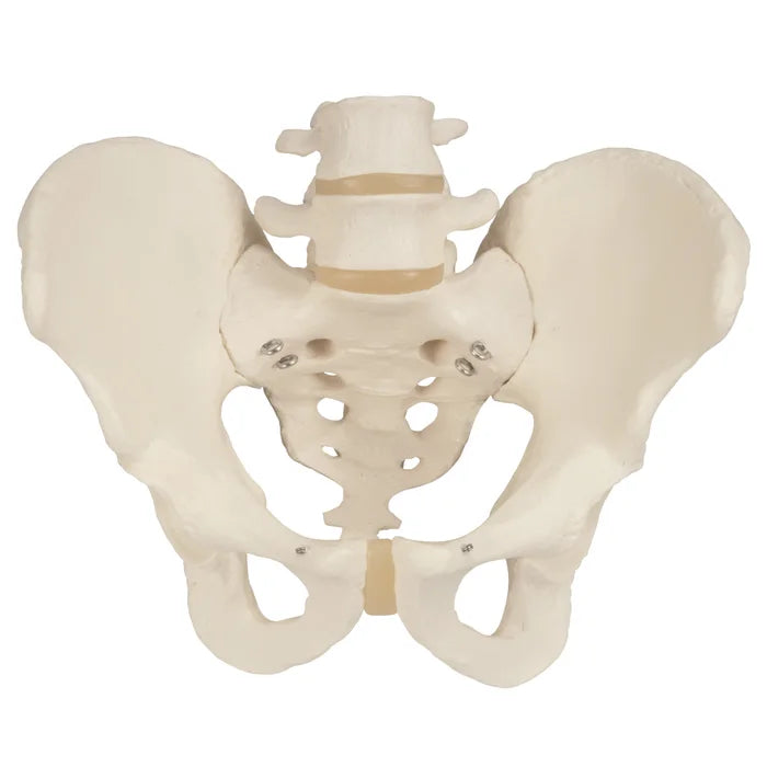 Male Pelvic Skeleton Anatomical Model (Packaging - Each)