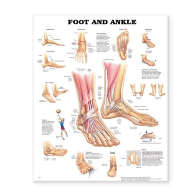 Wolters Kluwer Health Inc Foot And Ankle 20x26" Anatomical Chart EA - 9781587796869