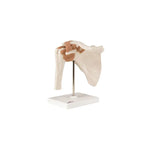 Anatomical Models (Packaging - Each)