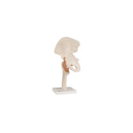 Anatomical Models (Packaging - Each)