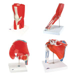 Anatomical Joint Models (Packaging - Each)