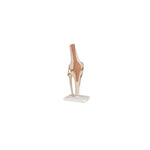 Anatomical Models (Packaging - Each)