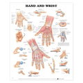 Wolters Kluwer Health Inc Hand And Wrist 20x26" Anatomical Chart Ea  - 9781587791420