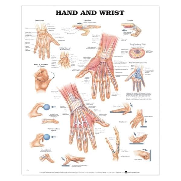 Wolters Kluwer Health Inc Hand And Wrist 20x26" Anatomical Chart Ea  - 9781587791420