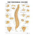 Wolters Kluwer Health Inc Vertebral Column 20x26" Anatomical Chart Ea - 9781587792106
