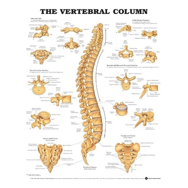 Wolters Kluwer Health Inc Vertebral Column 20x26" Anatomical Chart Ea - 9781587792106
