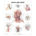 Wolters Kluwer Health Inc Head and Neck 20x26" Anatomical Chart Ea - 9781587791475