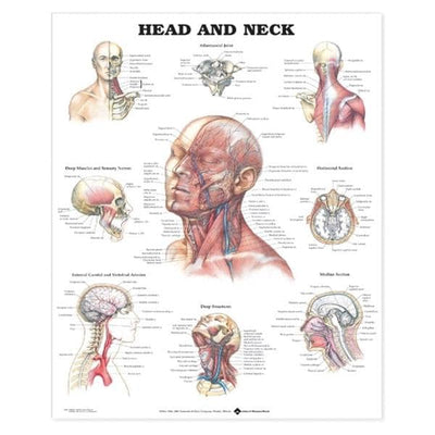 Wolters Kluwer Health Inc Head and Neck 20x26" Anatomical Chart Ea - 9781587791475