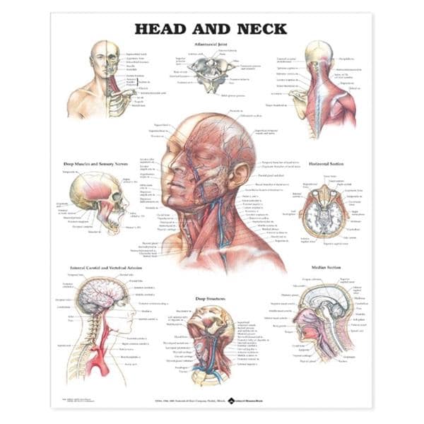 Wolters Kluwer Health Inc Head and Neck 20x26" Anatomical Chart Ea - 9781587791475