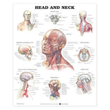 Wolters Kluwer Health Inc Head and Neck 20x26" Anatomical Chart Ea - 9781587791475