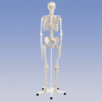 Standard Skeleton - Pelvic Mounted (Packaging - Each)