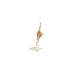 Anatomical Models (Packaging - Each)