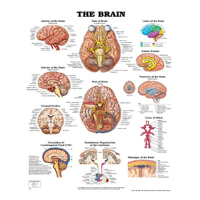 Wolters Kluwer Health Inc Brain 20x26" Anatomical Chart EA - 9781587791055