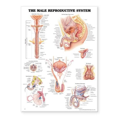 Wolters Kluwer Health Inc The Male Reproductive System 20x26" Anatomical Chart EA - 9781587790300