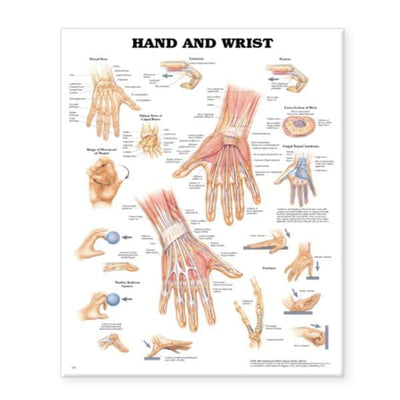 Wolters Kluwer Health Inc Hand And Wrist 20x26" Anatomical Chart EA - 9781587796944