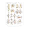 Wolters Kluwer Health Inc Ligaments of the Joints 20x26" Anatomical Chart Ea - 9781587794674