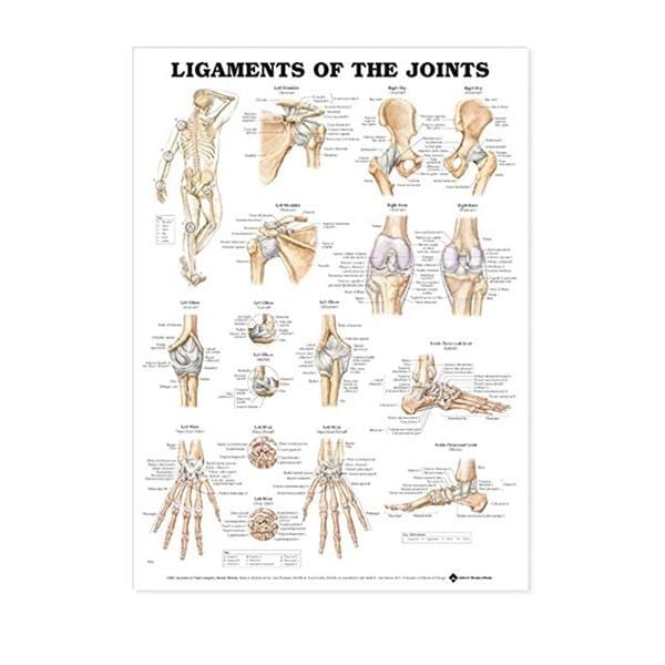 Wolters Kluwer Health Inc Ligaments of the Joints 20x26" Anatomical Chart Ea - 9781587794674