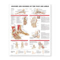 Wolters Kluwer Health Inc Anatomy and Injuries of the Foot and Ankle 20x26" Anatomical Chart Ea - 9781587798399