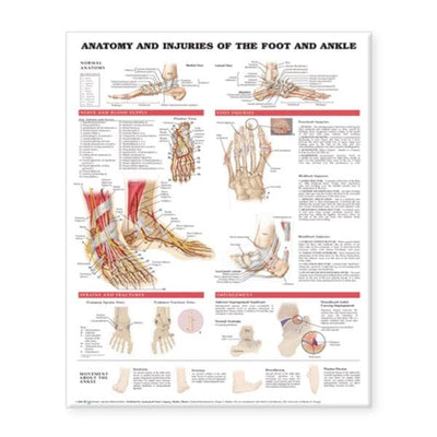 Wolters Kluwer Health Inc Anatomy and Injuries of the Foot and Ankle 20x26" Anatomical Chart Ea - 9781587798399
