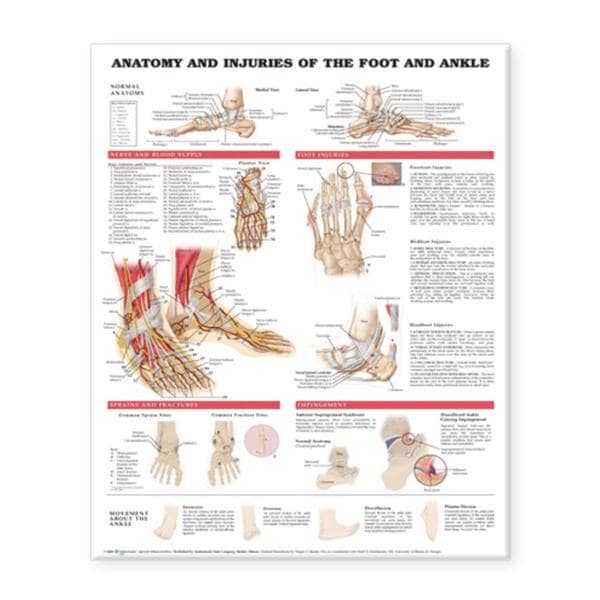 Wolters Kluwer Health Inc Anatomy and Injuries of the Foot and Ankle 20x26" Anatomical Chart Ea - 9781587798399