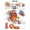 Wolters Kluwer Health Inc The Eye 20x26" Clinical Chart Ea - 9781587791260