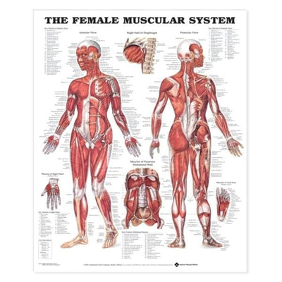 Wolters Kluwer Health Inc Female Muscular System 20x26" Anatomical Chart Ea - 9781587795657