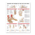 Wolters Kluwer Health Inc Anatomy and Injuries of the Foot and Ankle 20x26" Anatomical Chart Ea - 9781587798382