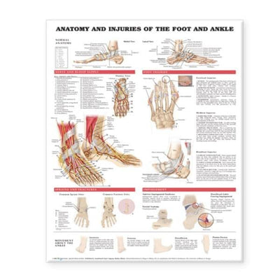 Wolters Kluwer Health Inc Anatomy and Injuries of the Foot and Ankle 20x26" Anatomical Chart Ea - 9781587798382