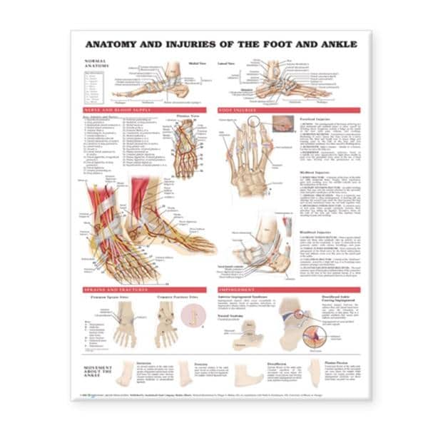 Wolters Kluwer Health Inc Anatomy and Injuries of the Foot and Ankle 20x26" Anatomical Chart Ea - 9781587798382