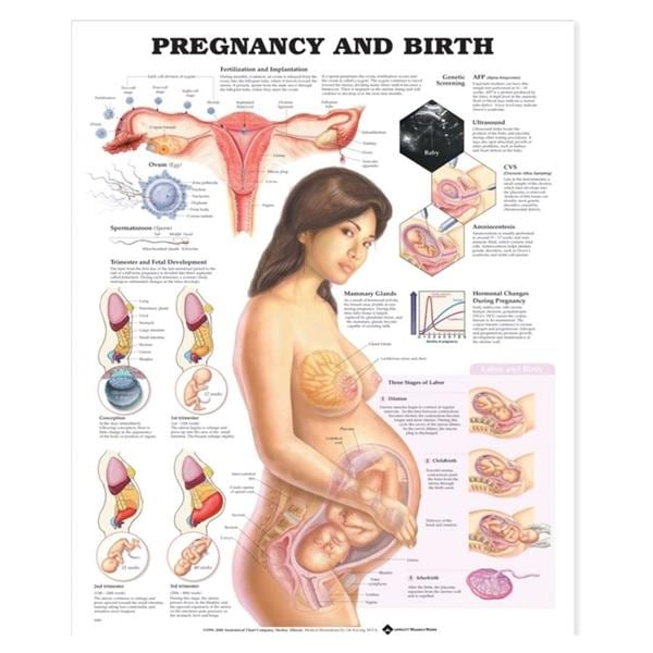 Wolters Kluwer Health Inc Pregnancy and Birth 20x26" Educational Chart Ea - 9781587791840