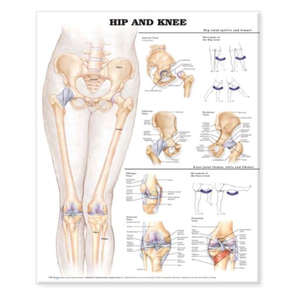 Wolters Kluwer Health Inc Hip And Knee 20x26" Anatomical Chart Ea - 9781587798665