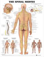 North Coast Anatomical Wall Charts, Vinyl-Laminated, Anatomy