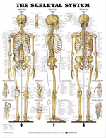 North Coast Anatomical Wall Charts, Vinyl-Laminated, Anatomy